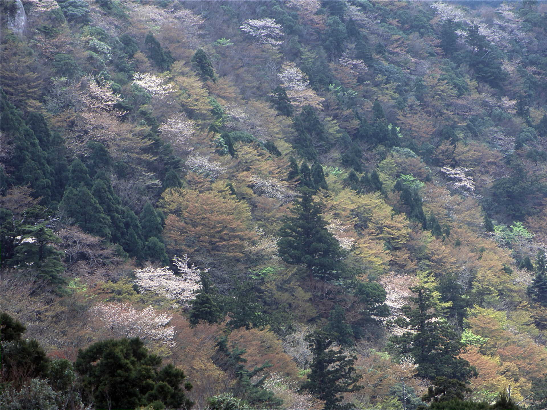 太鼓岩から望むヤマザクラ