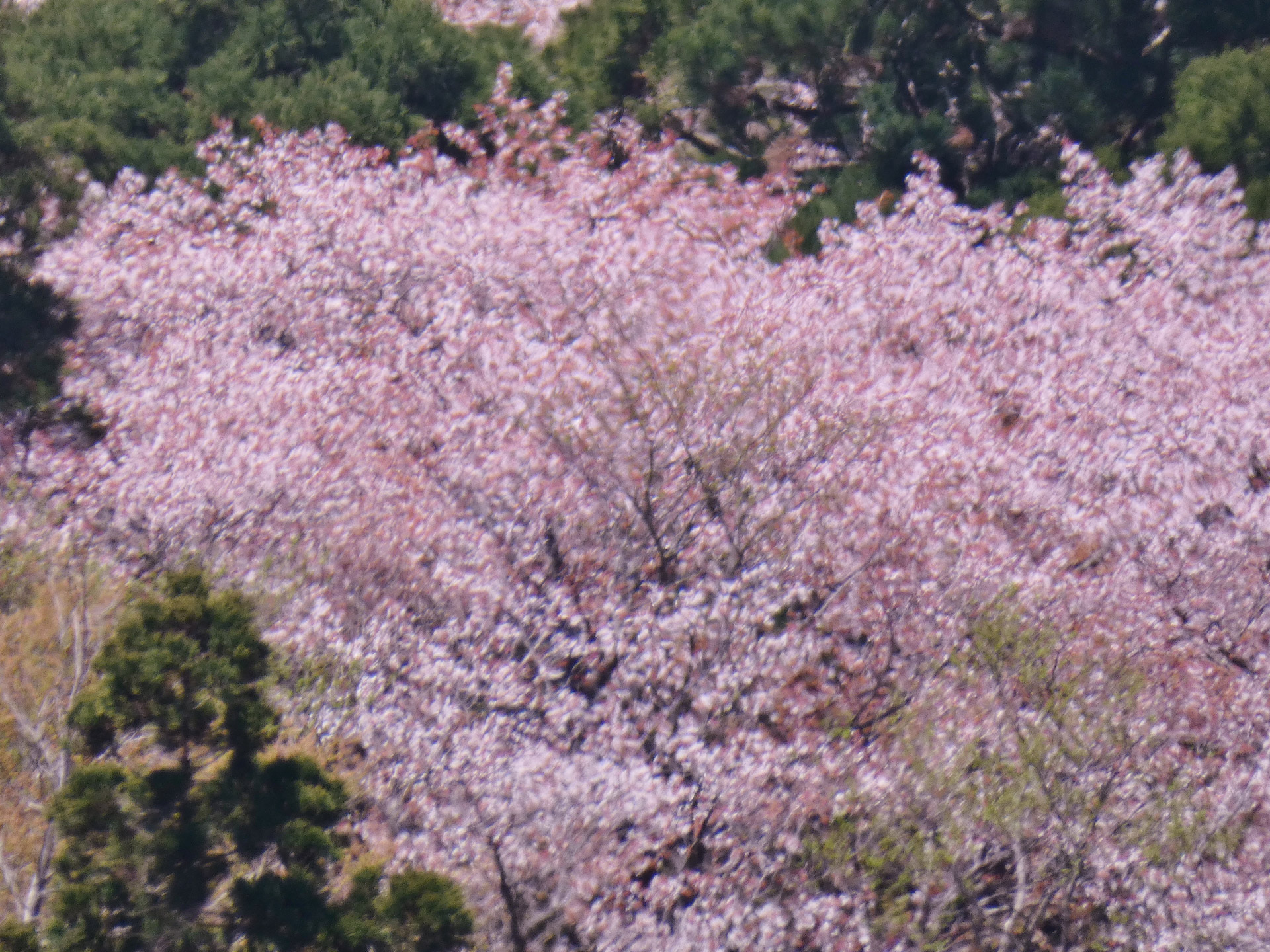 太鼓岩から望むヤマザクラ