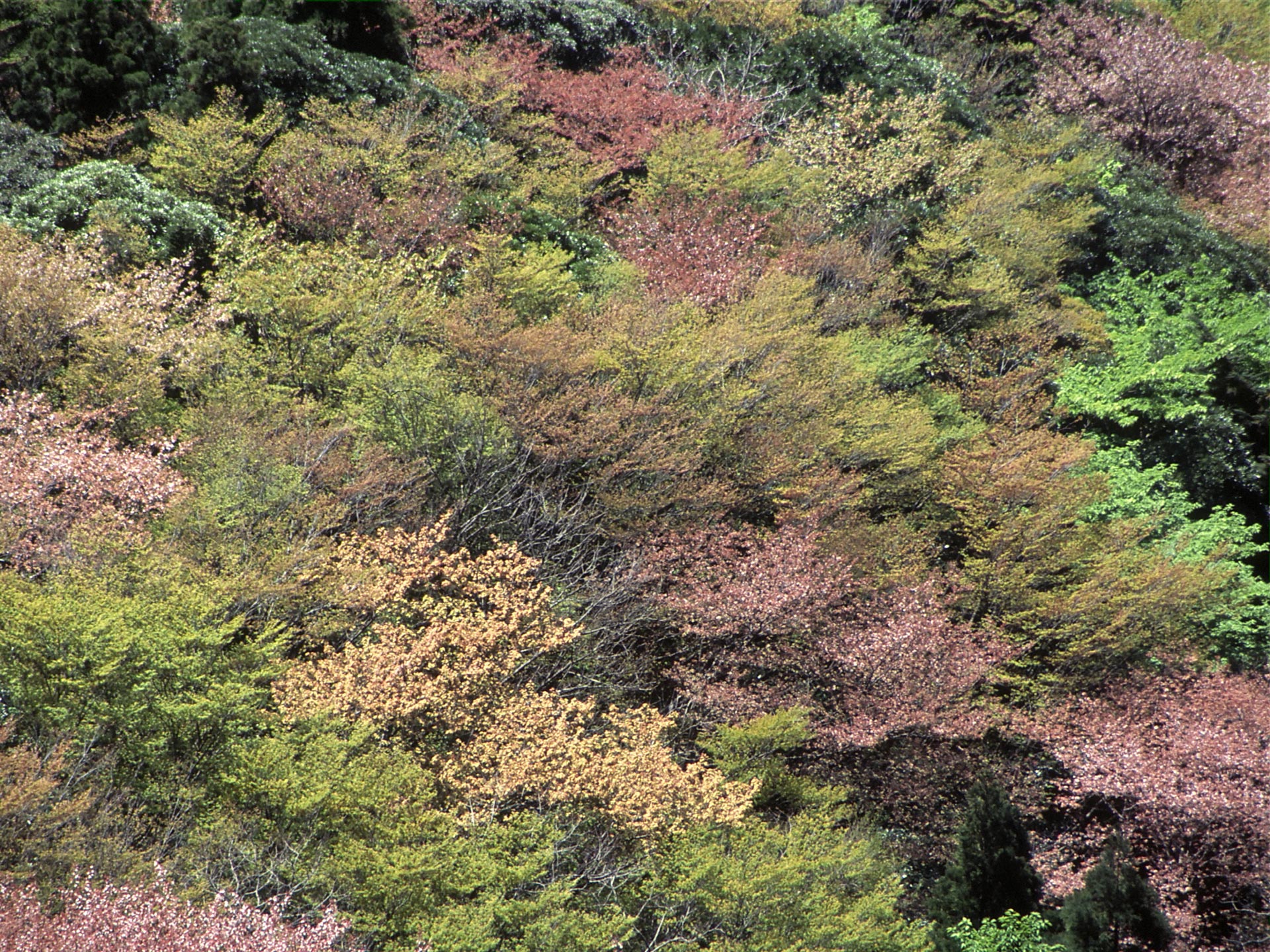 太鼓岩から望むヤマザクラ