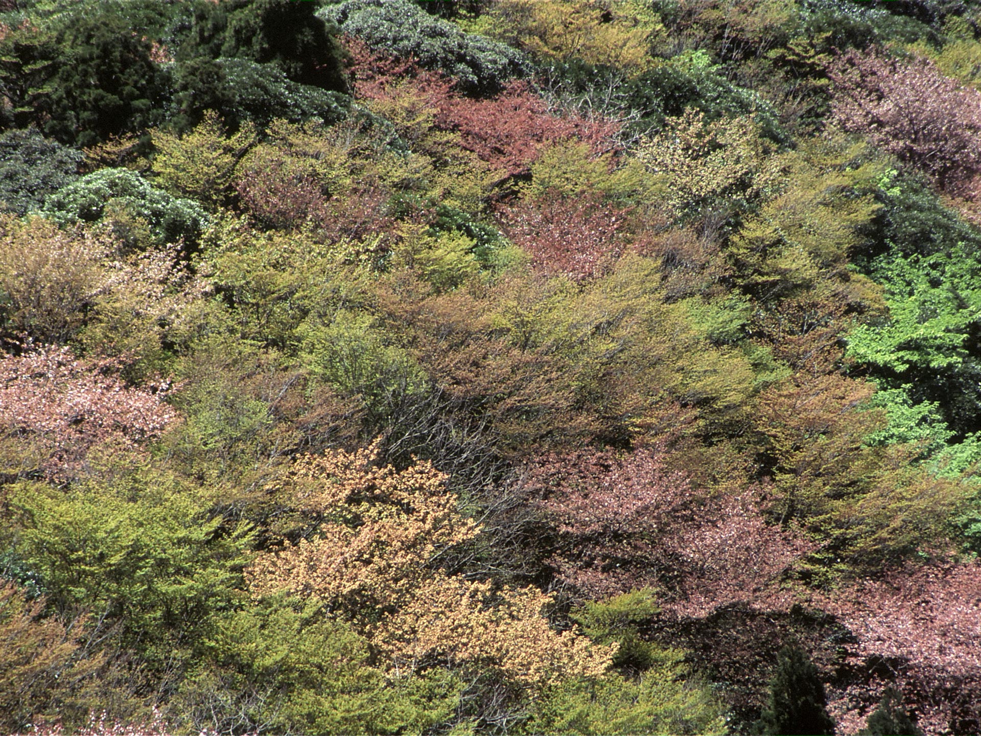 太鼓岩から望むヤマザクラ