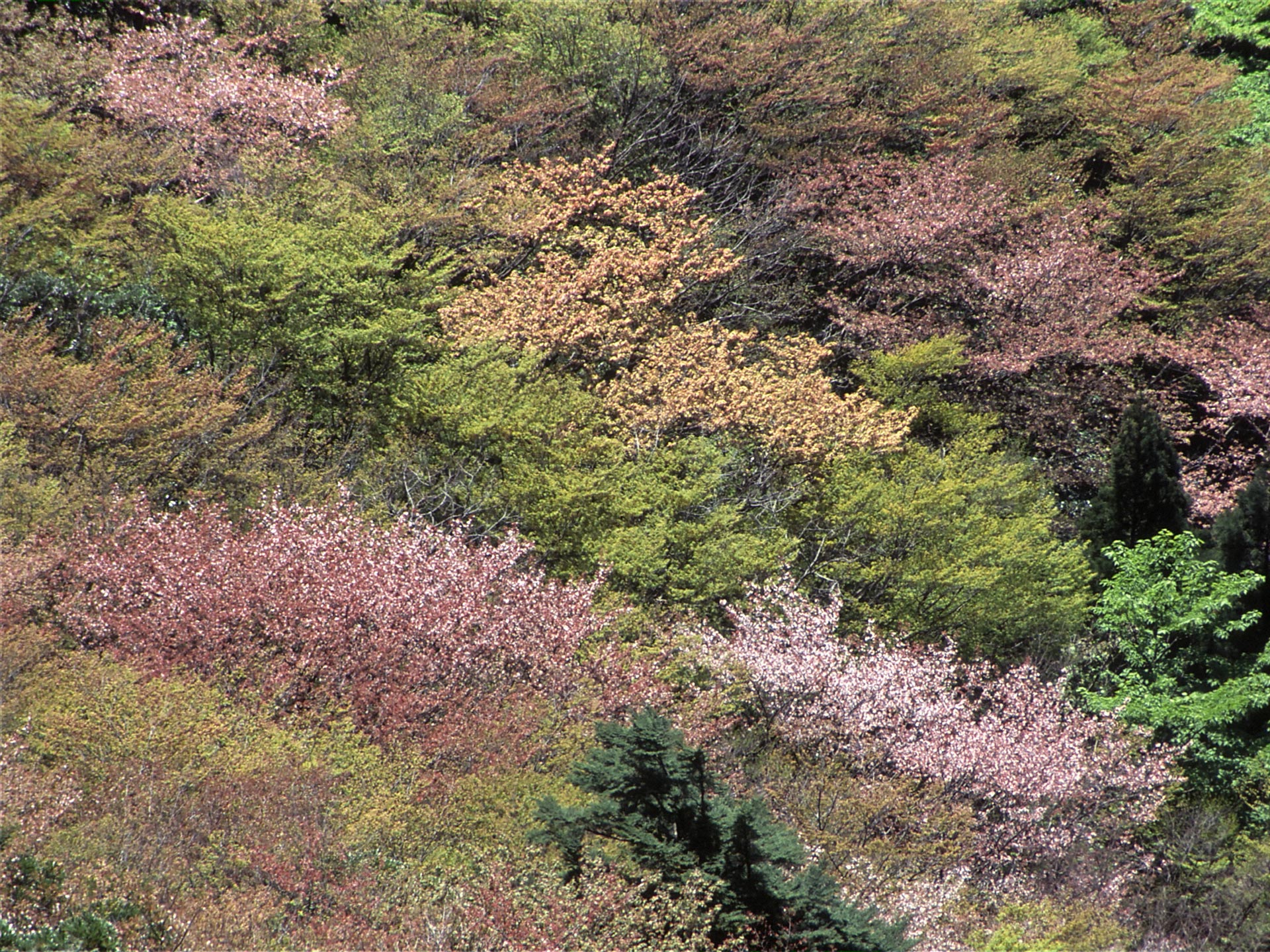 太鼓岩から望むヤマザクラ