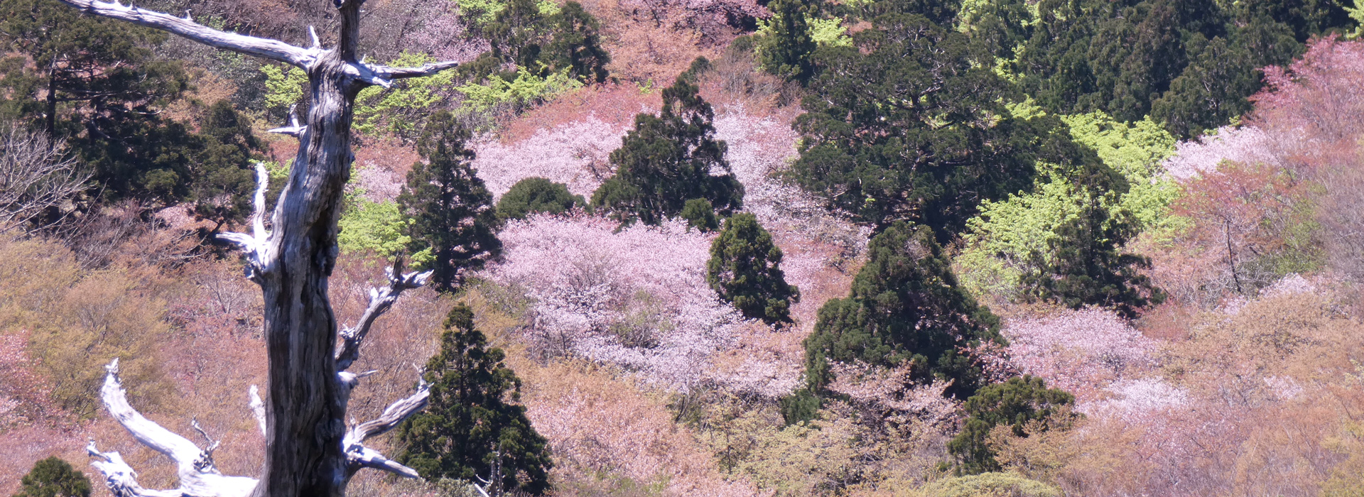 太鼓岩から望むヤマザクラ