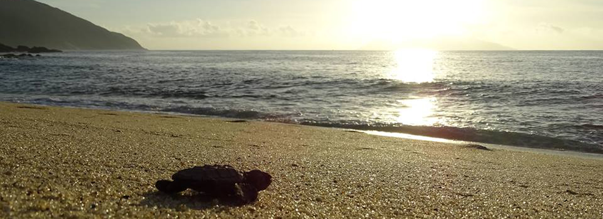 Sea Turtle Observation Tour