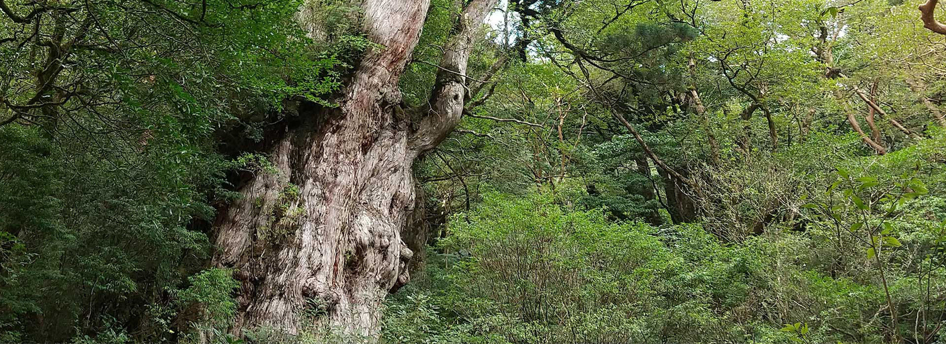 Yakushima Jomon Cedar