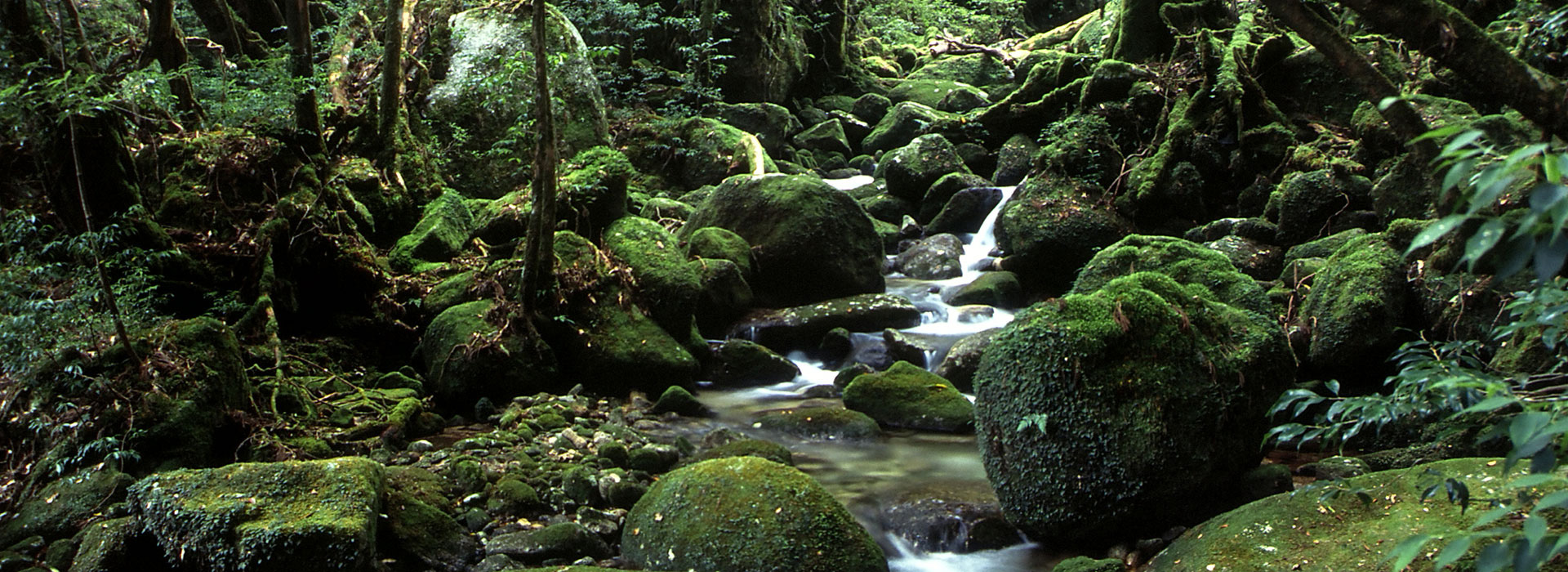 YakushimaFestival Shiratani-unsui Gorge, Yakusugiland (natural recreation forest)