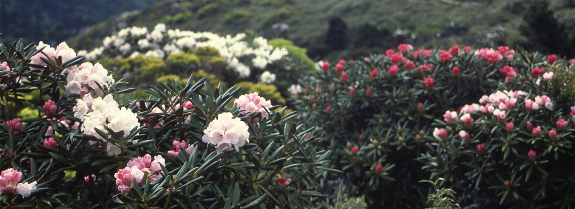 YakushimaFestival Attractions of Yakushima