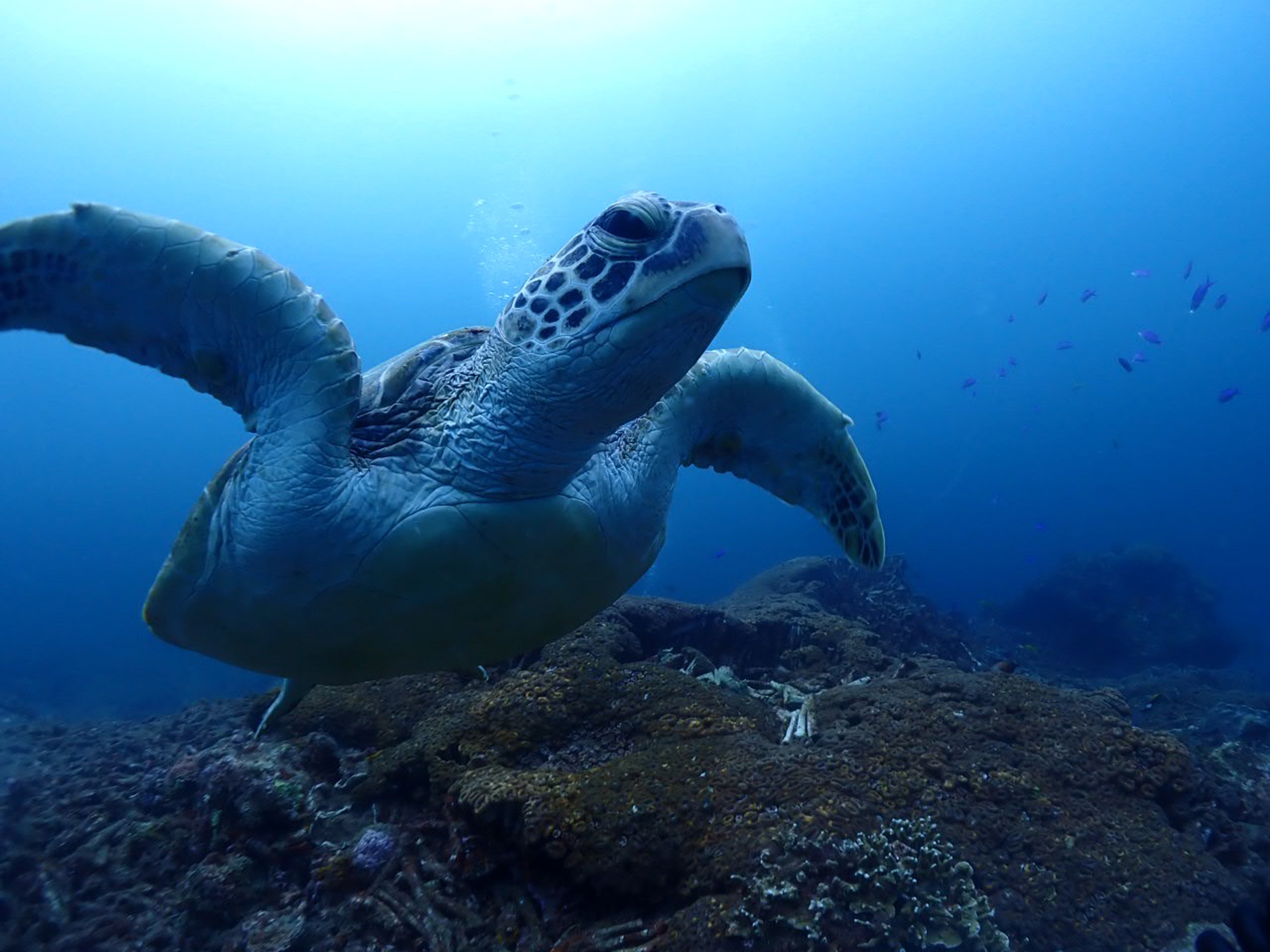 Loggerhead turtle、Yakushima macaque、Yakushima deer