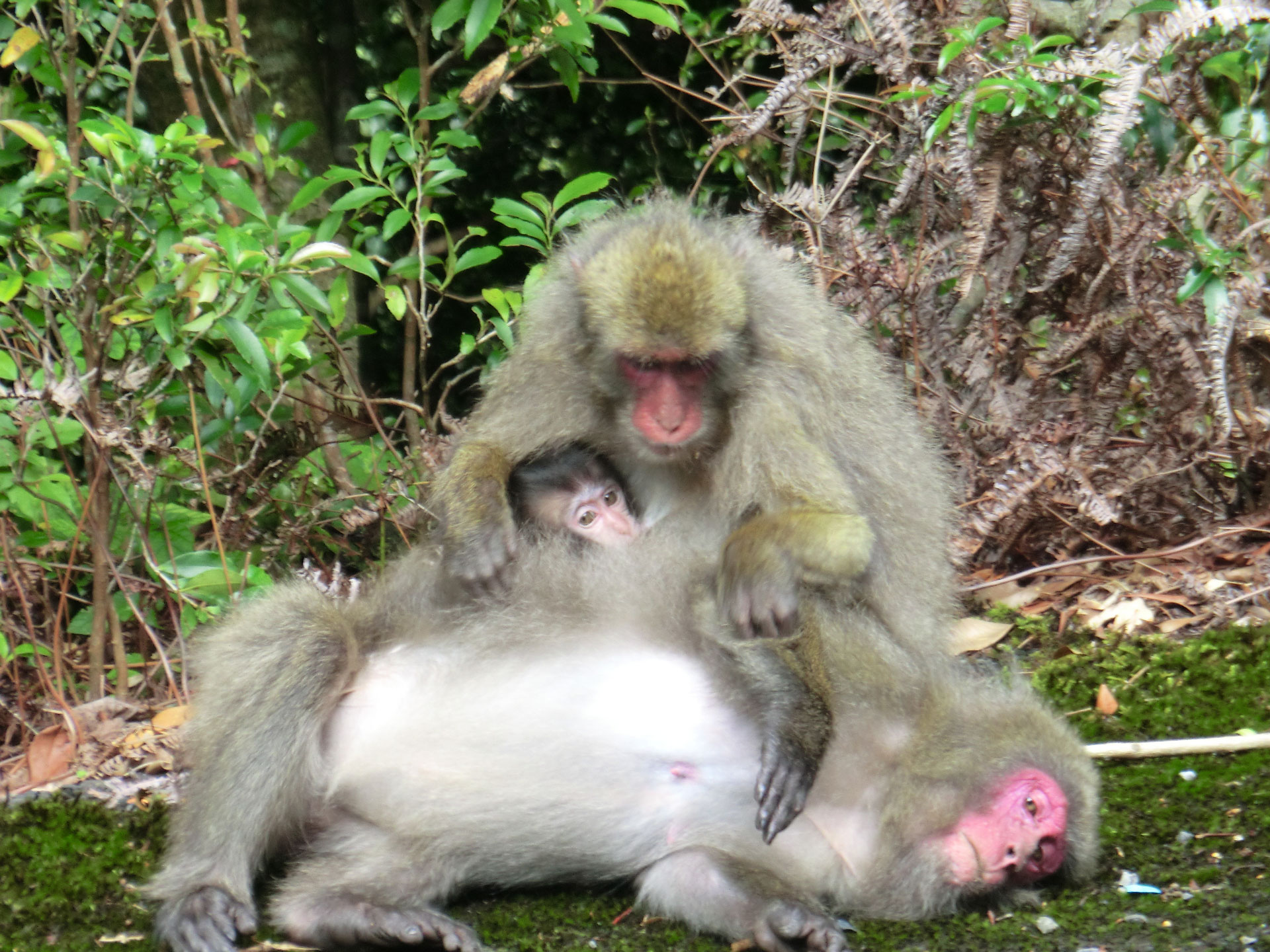 Loggerhead turtle、Yakushima macaque、Yakushima deer