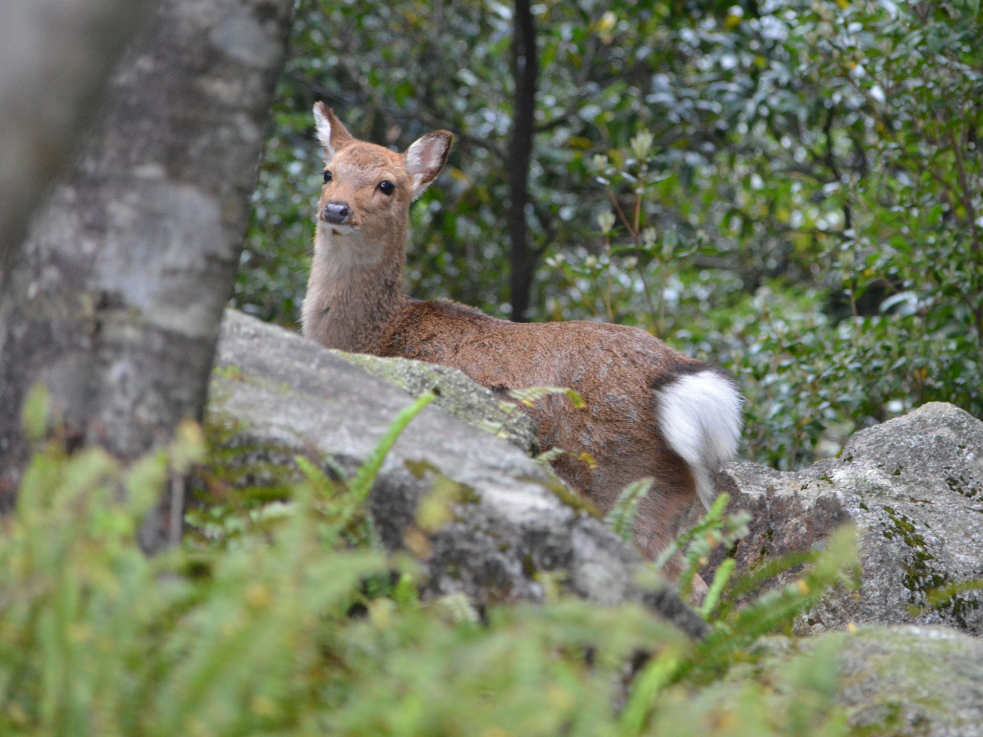 Loggerhead turtle、Yakushima macaque、Yakushima deer