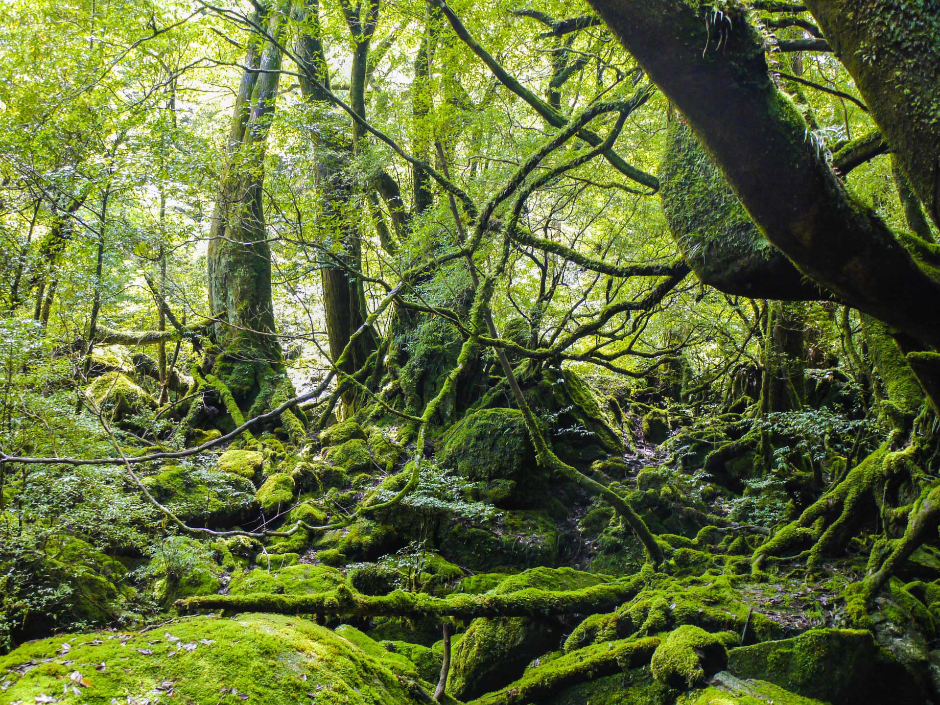 Shiratani-unsui Gorge, Yakusugiland (natural recreation forest)