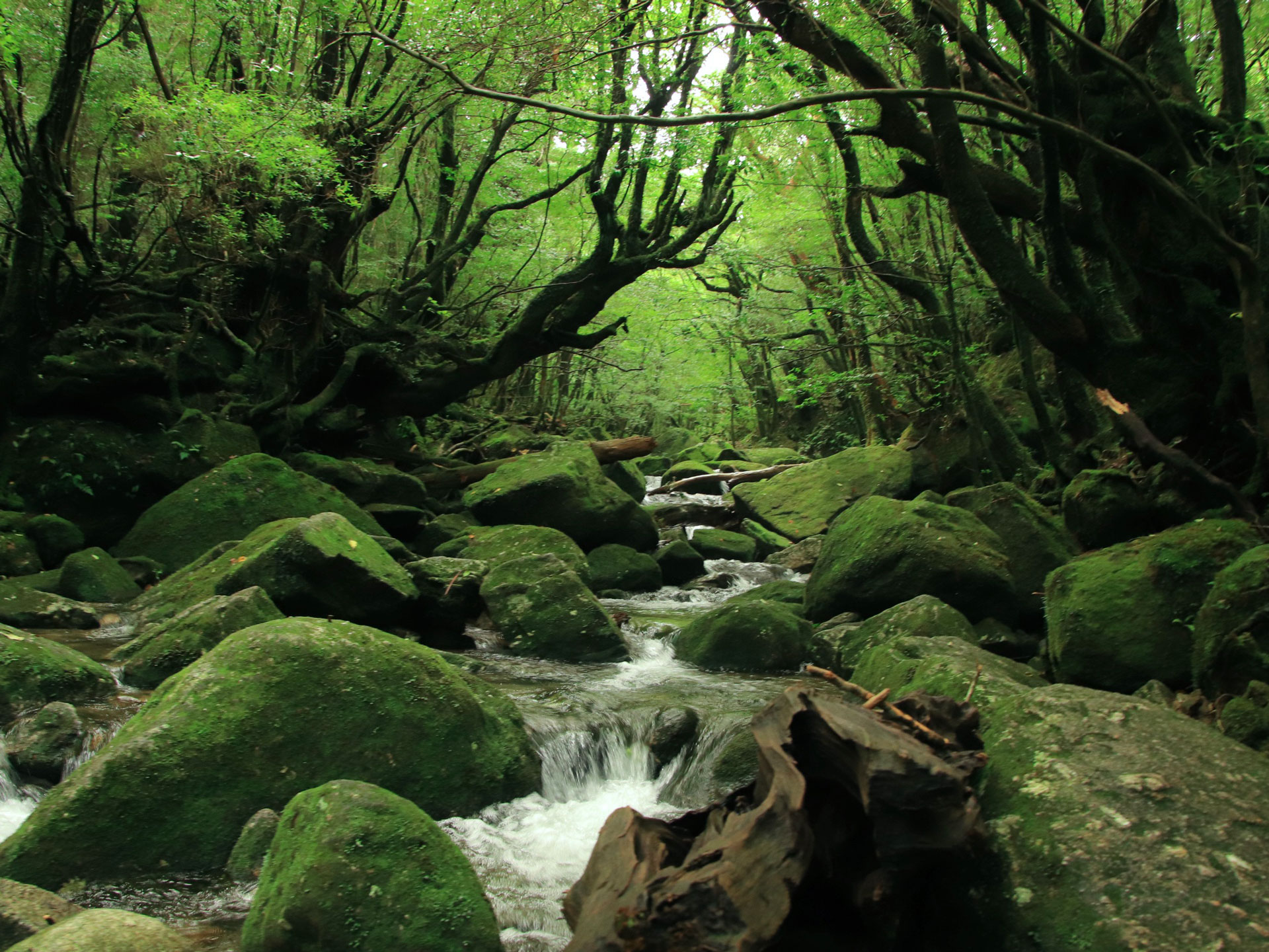 Shiratani-unsui Gorge, Yakusugiland (natural recreation forest)