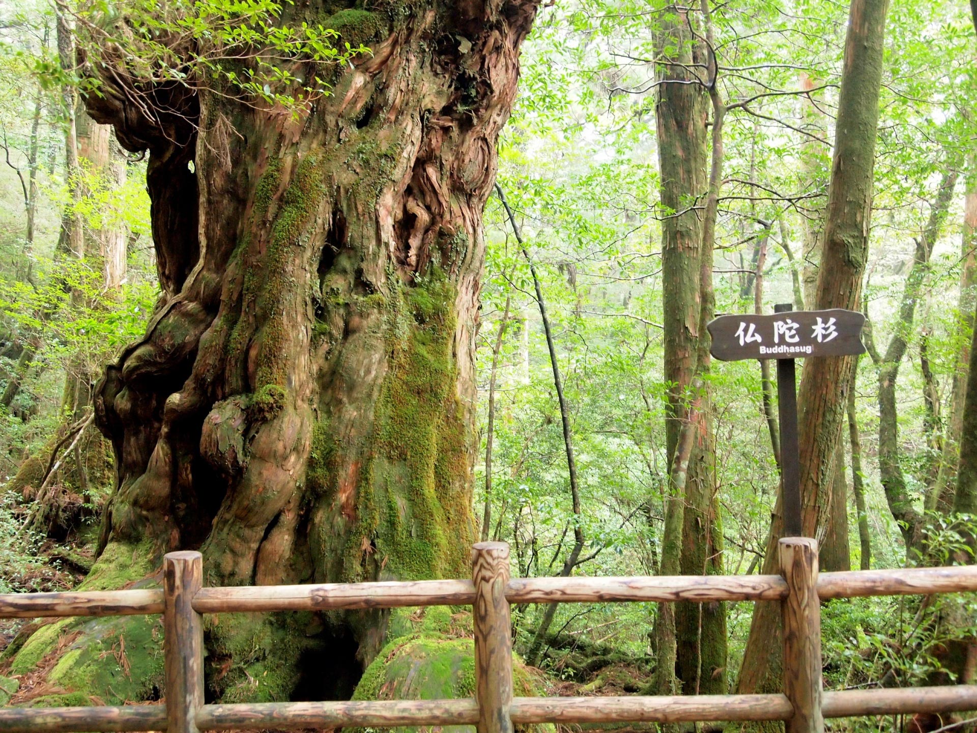 Shiratani-unsui Gorge, Yakusugiland (natural recreation forest)