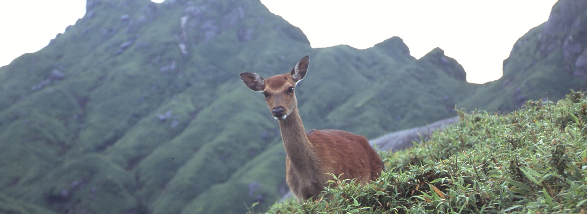 YakushimaFestival Three Crowns of Yakushima