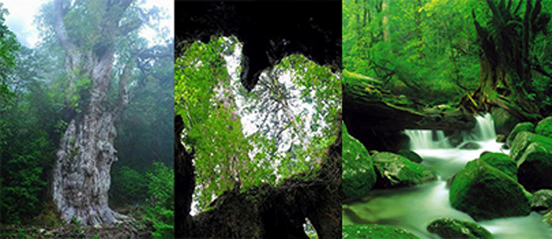 【Departure from Haneda Airport】One-day Special Event!　Visit this mysterious island, which is celebrating its 30th anniversary as a World Heritage site. Yakushima Festival 3 Days with Choice of Plan.