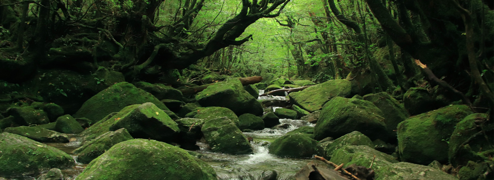 屋久島Festival 世界自然遺産登録地