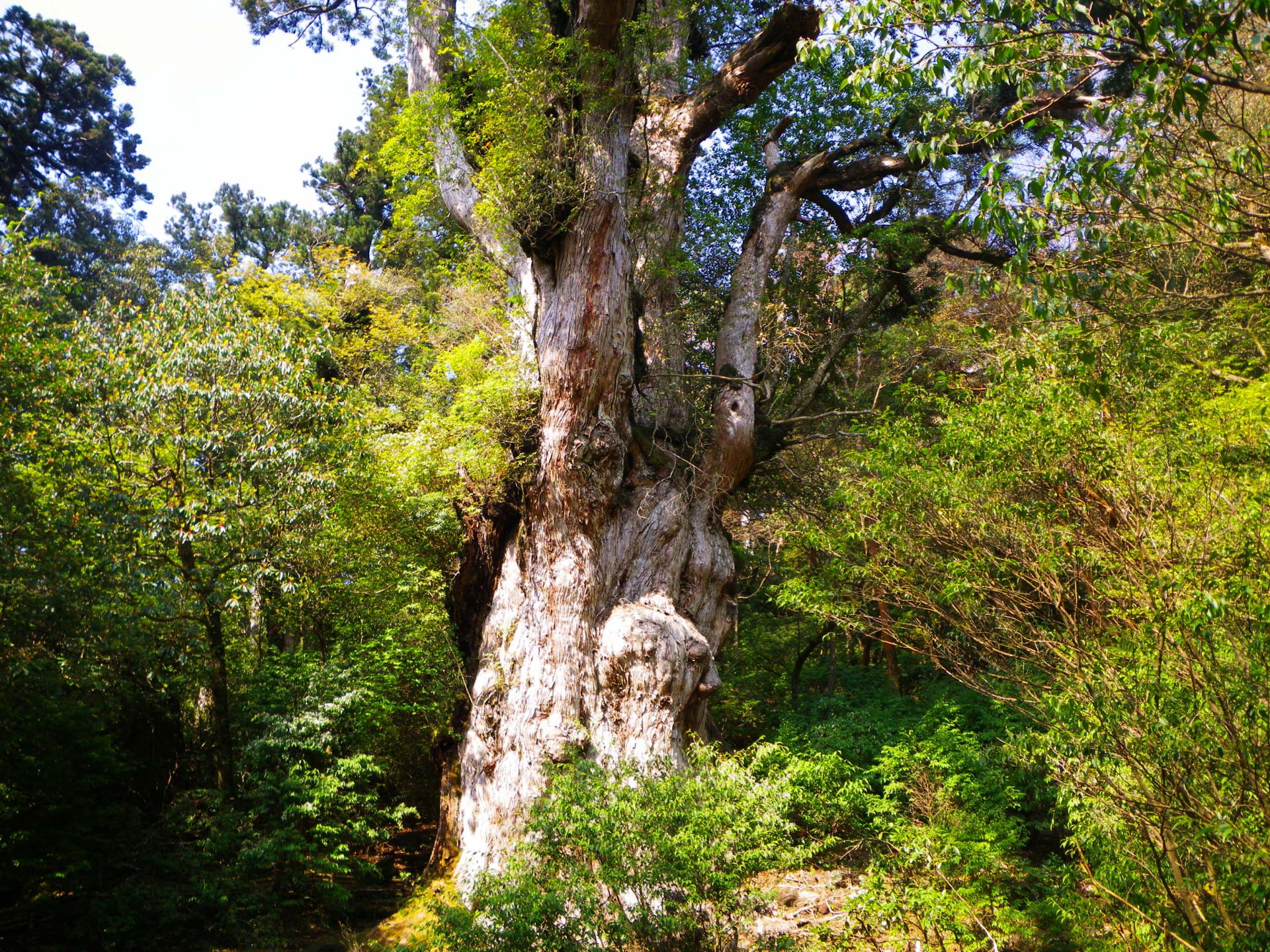 縄文杉・屋久杉巨木