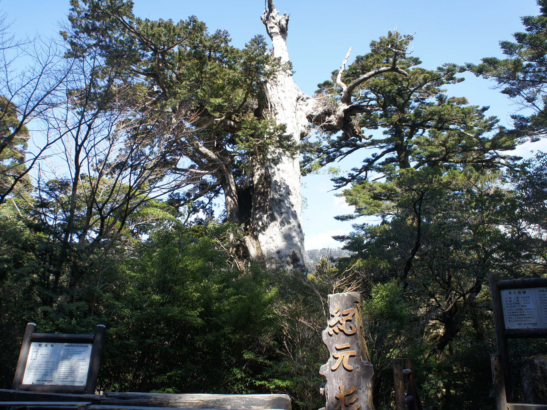 縄文杉・屋久杉巨木