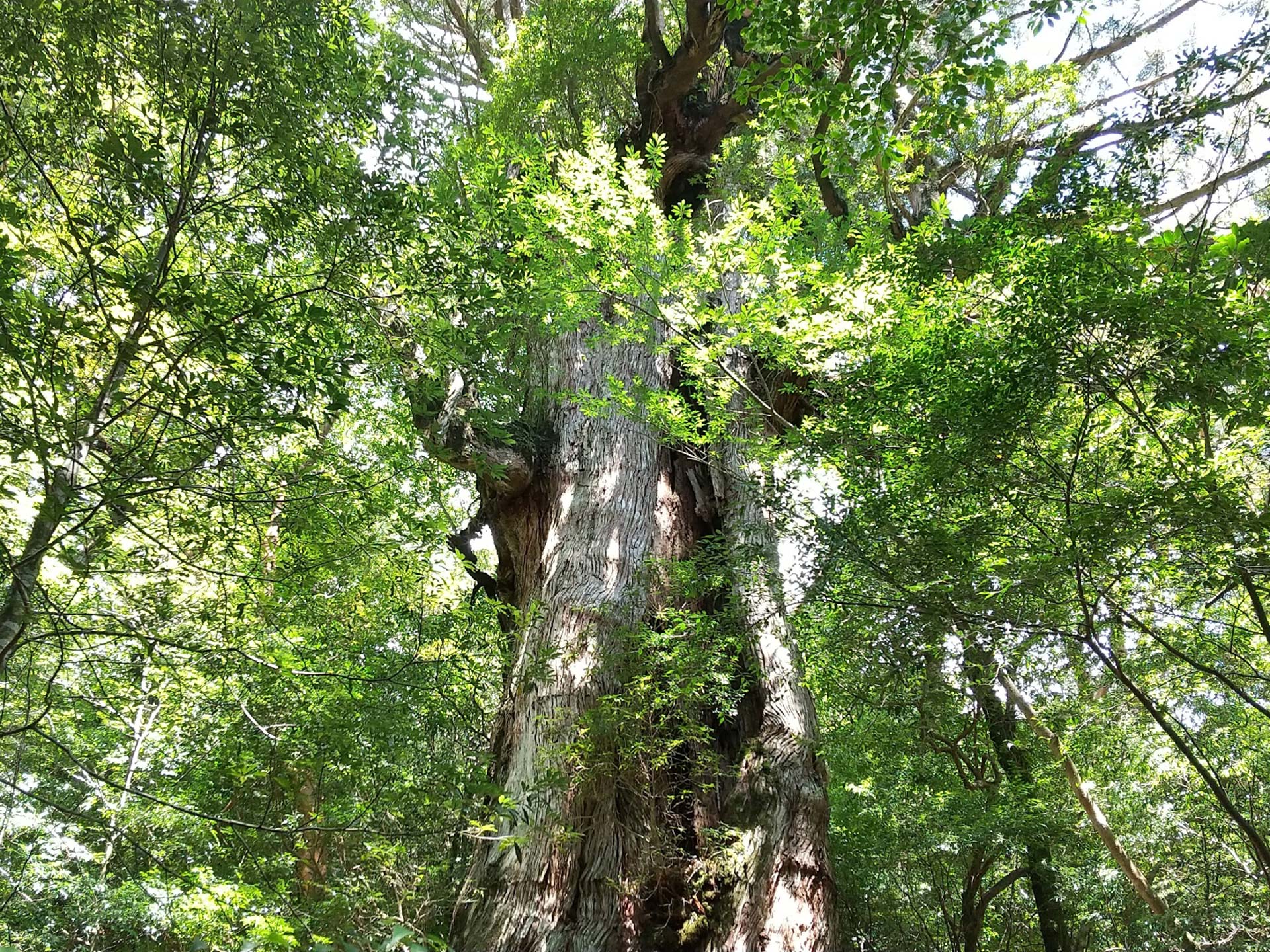 繩文杉和屋久杉巨樹