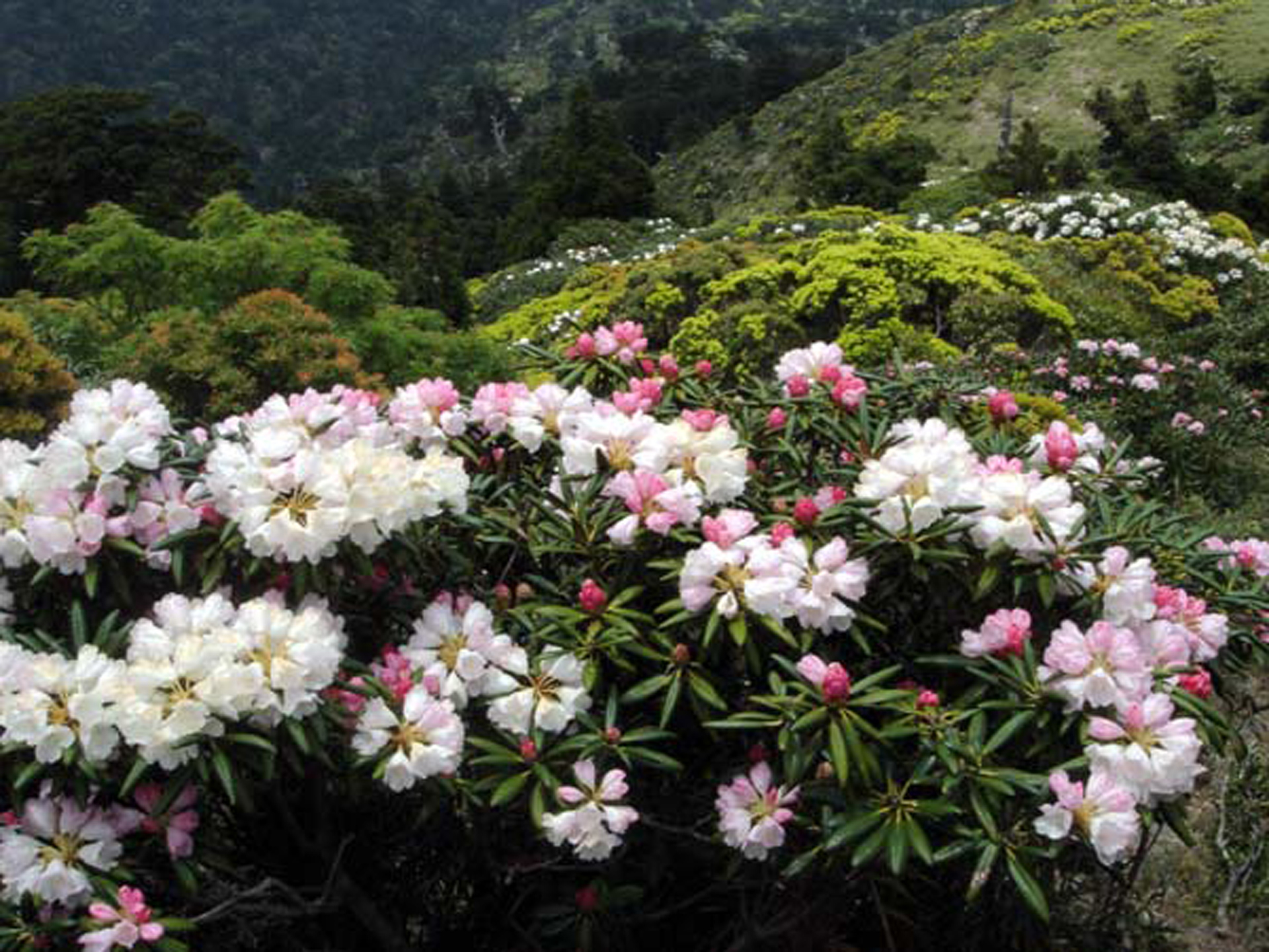 屋久島しゃくなげ