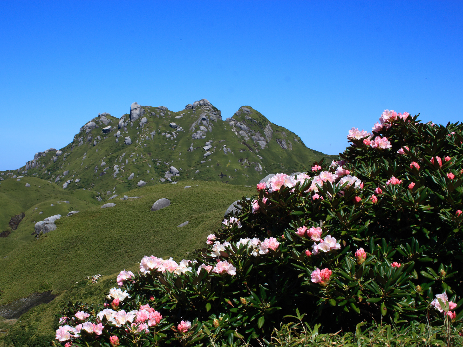 屋久島しゃくなげ