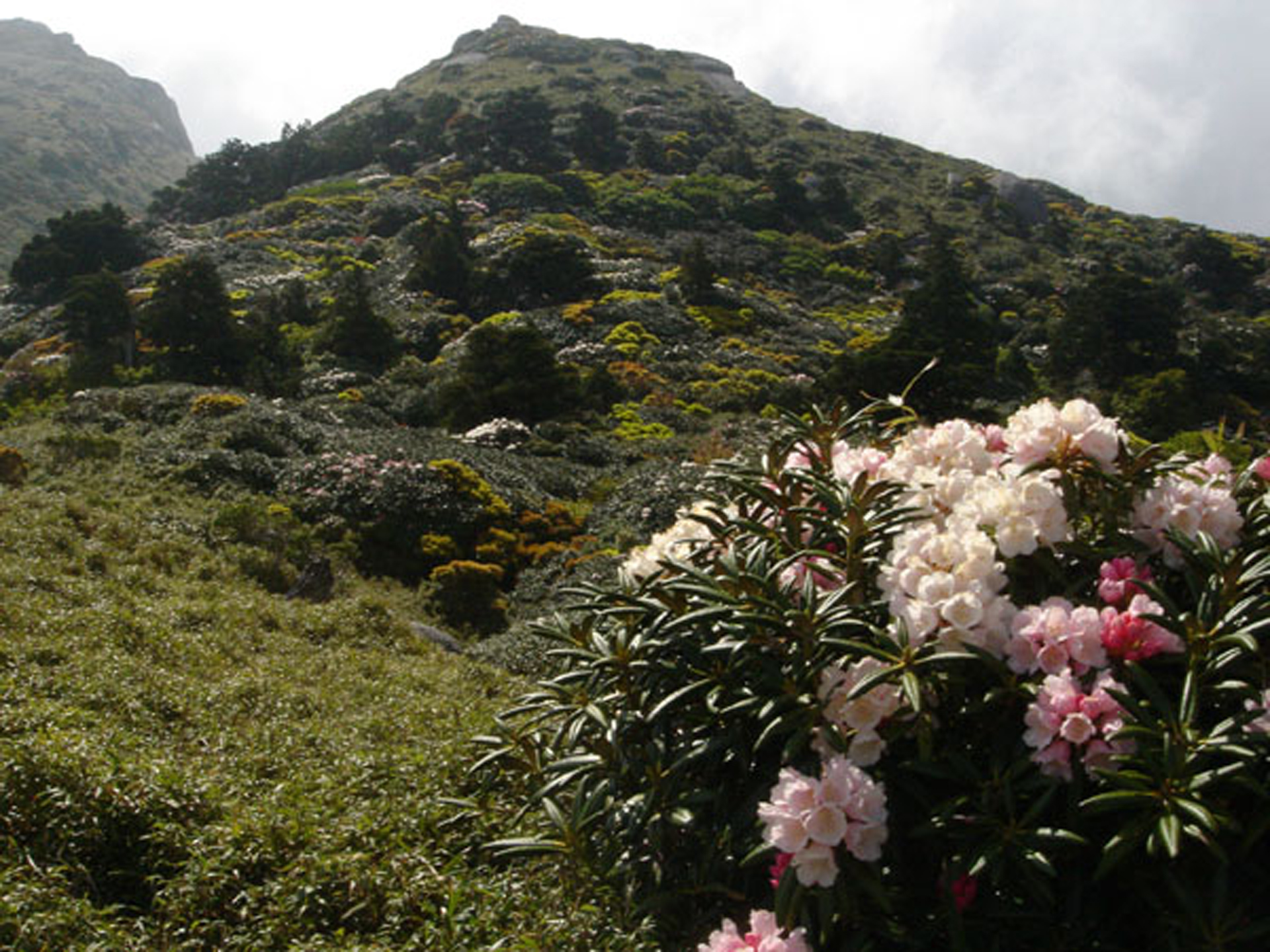 屋久島しゃくなげ