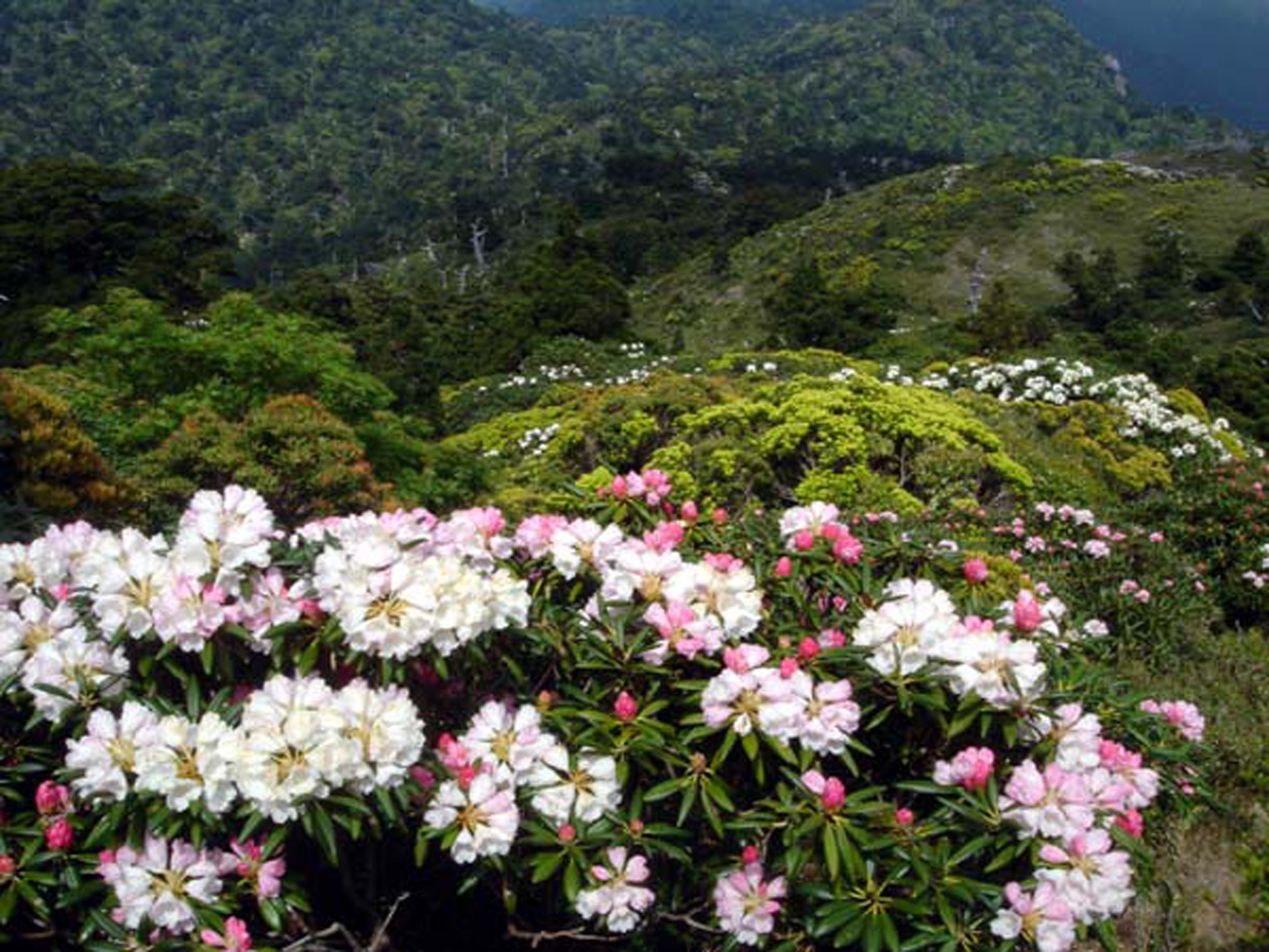 屋久島しゃくなげ